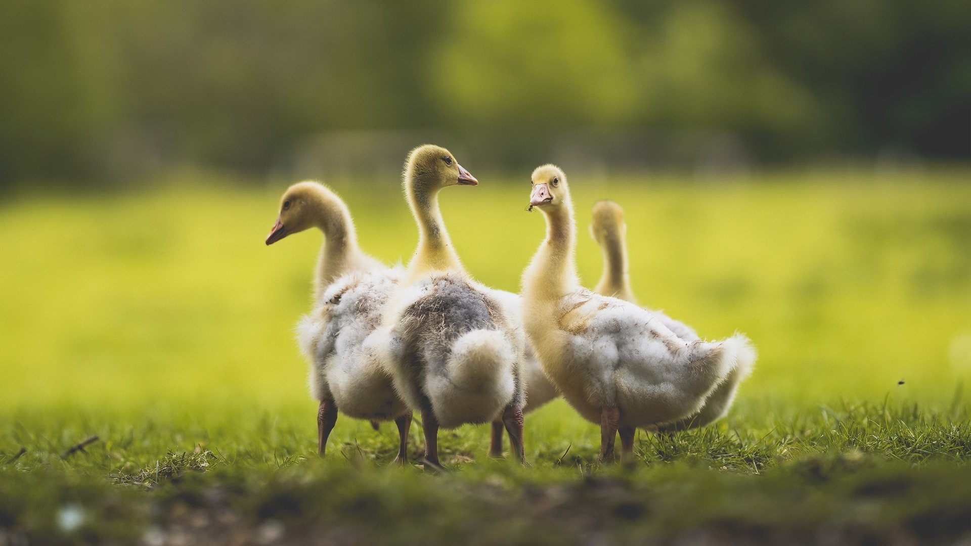 惊天冷门！克罗地亚点杀日本，桑巴铁腰卡塞米罗刷新历史纪录