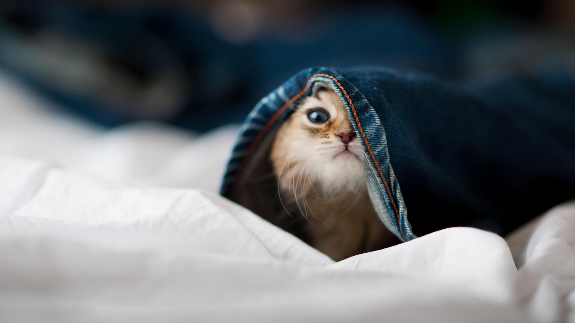 开云-谁偷走了冠军的摇篮？鹈鹕压制广东，约基奇化身东方客场的关键先生